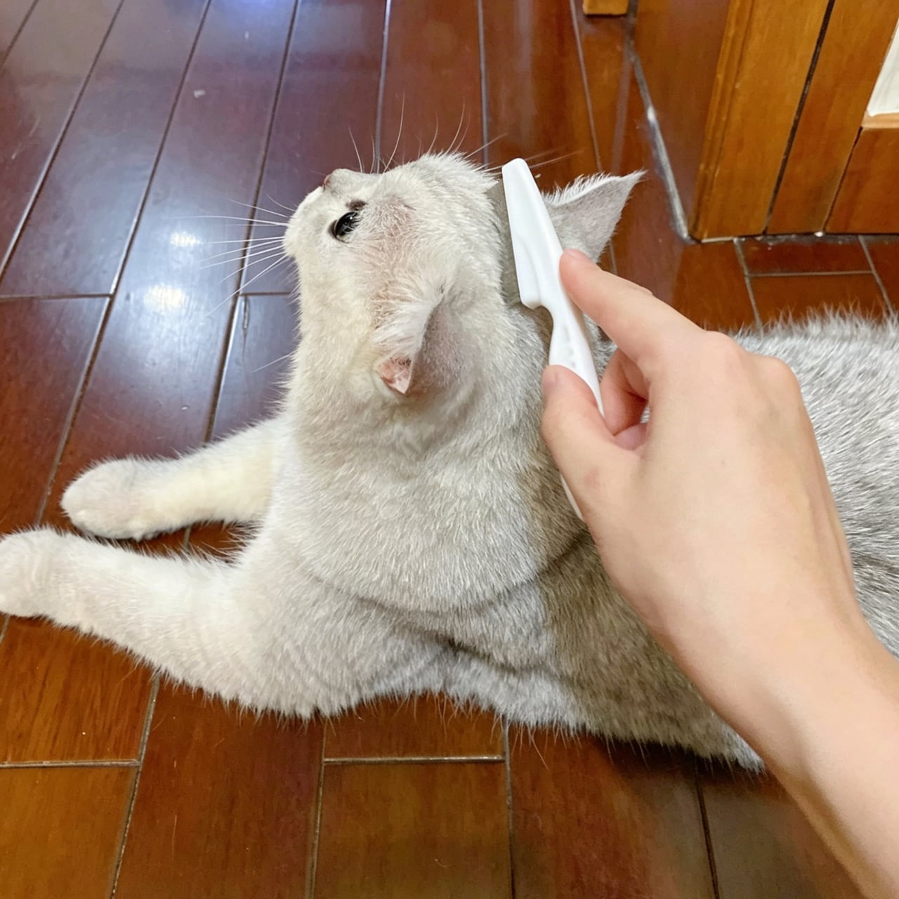 夏のペットケア用フェイスコーム｜猫・犬兼用 細目コーム 黒あごケア 快適設計 顔周り・目元・口元のお手入れブラシ
